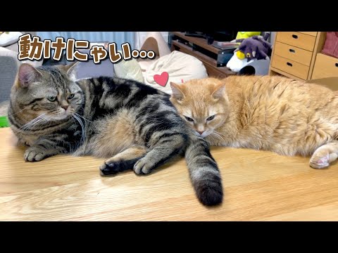 兄猫の枕にされて動けなくなっちゃった弟猫が可愛すぎた…！