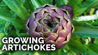 How to Grow Artichokes in ANY Climate