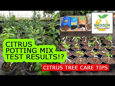 Citrus Potting Mix RESULTS! - 5-1-1, Big Box Mix, Madison Citrus Mix - Which is best after 8 months?