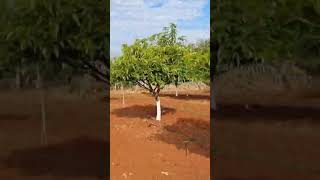 #NH65 5 #acre 70L #mango #garden #farmhouse #forsale #hyderabad #agriculture #telangana RR9640041044