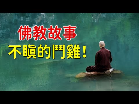 佛教故事：不瞋的鬥雞！學佛的人，就是要做到“被辱不瞋”，被人侮辱而不發脾氣【佛緣故事】