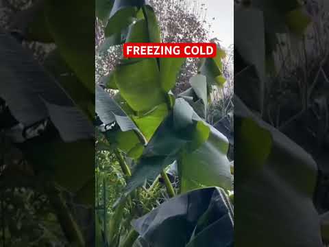 Freezing cold killing banana trees #freezing #banana #plants #winterplant #dying #frost