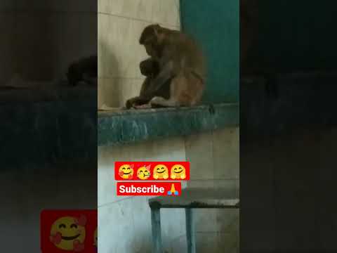 mere nisaan #monkey🤗🤗🥳🥰🙏 #emotional #viral #animals #shorts#video #spvlogerandsinger