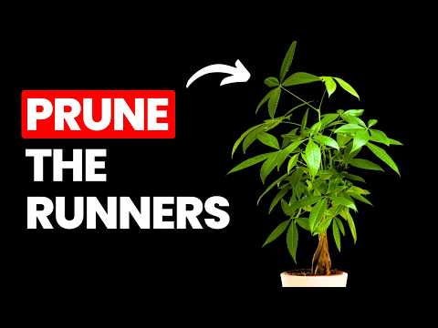 Grow Your Money Tree 3x FASTER