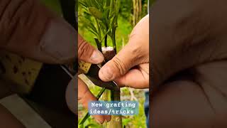 plant grafting new ideas | plants cutting new tricks #grafting #graftingtechnique #plantcuttings