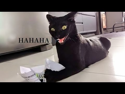 FUNNY and CRAZY CATS just never fail to AMUSE US! 😂 Best FUNNY CAT videos 2024