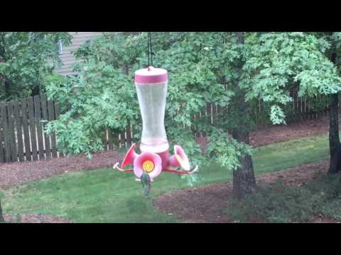 hummingbird feeder