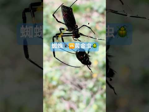 どうなる？蜘蛛🕷️🆚黄金虫の結末🪲築60年虫屋敷の日常