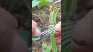 How to grafting #grafting #gardening