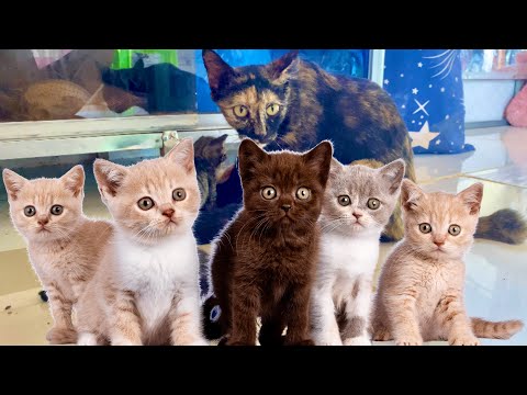 Cute Kittens - Best Family Cats, Cute little cat, Mother Cat and her babies.