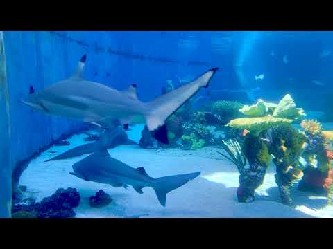 A Day at the Aquarium Ambience | Aquarium of the Pacific