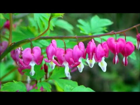 How to Grow Bleeding Heart Plants from Cuttings