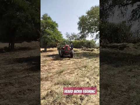 farming in massey Ferguson #viral #massey #tractor