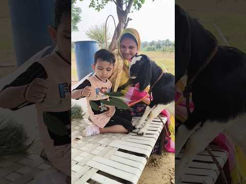 Village life || Village Vlogs || Indian Nomadic Family #shorts #ytshorts