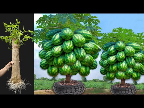 Amazing Idea  Growing Papaya with watermelon at Home using easy techniques