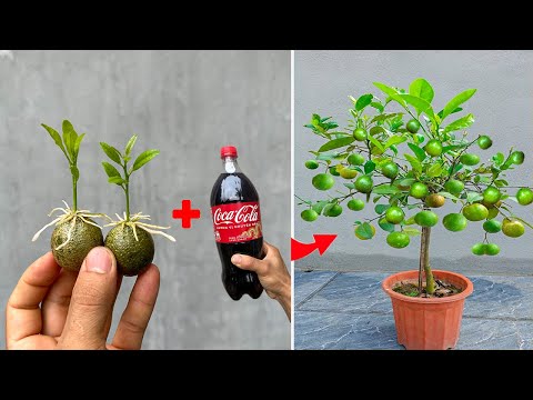 NEW ADVANCED TECHNIQUE uses Coca-Cola to propagate Lemon trees to produce fruit quickly