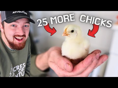 Why We NEEDED 25 More Chickens + (Surprise  Announcement)