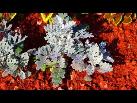 How to Grow Cineraria from Seed