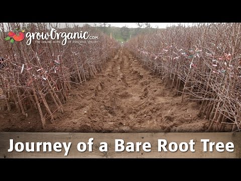 The Journey of Our Bare Root Fruit Trees