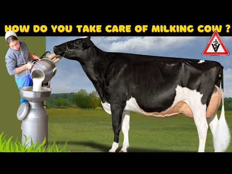 The Ultimate Milking COW Care Guide - How to Take Care of DAIRY COW - Maximizing Milk Output