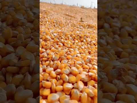 popcorn harvesting time #farming #beautiful #pushpa2therulesongs