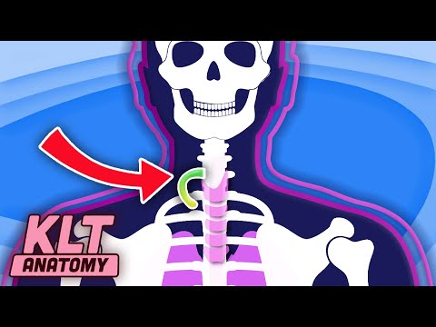 Some Humans Grow SPARE RIBS! | KLT Anatomy