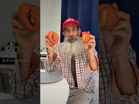 Mamey Sapote fruit on my tree