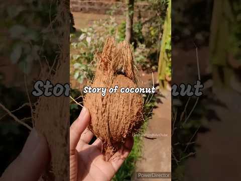 🥥🌴Story of coconut#kokan#ratnagiri#devikasfoodnarttube#2024