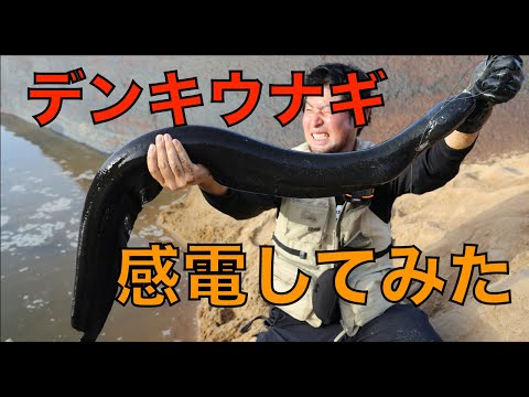 デンキウナギを釣って感電してみた（食レポもあるよ）【危険生物】/Electric shock by an ELECTRIC EEL !!