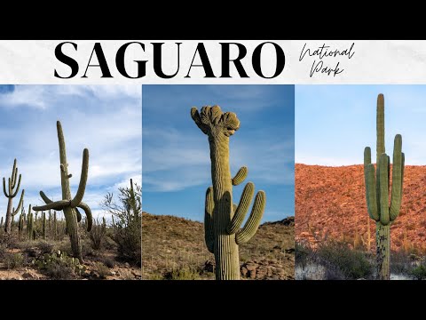 Saguaro National Park in Arizona: 14 Things to do on the West and East Side