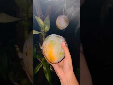 Harvesting at a rainy night 🌧️🥭 #mango #harvesting #gardening #shorts #shortsfeed #viral #fyp #yt