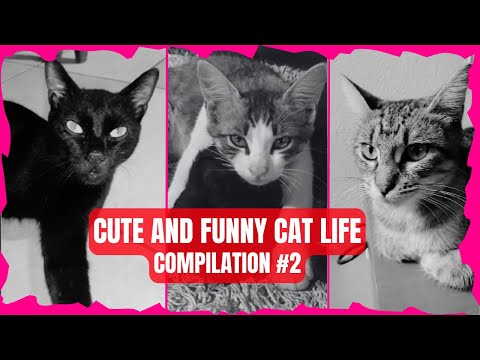 Cute and Funny Cat Life Compilation #2