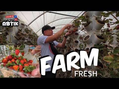 PICKING FRESH FRUITS AND VEGETABLES FROM THE FARM IN  RIYADH SAUDI ARABIA!