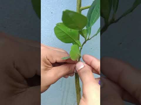 Orange Lemon Grafting Technique | YouTube shorts|