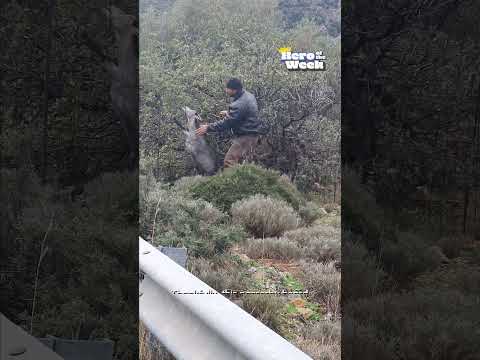 🐐Person Rescues Goat Stuck in Fence⛑️ | Hero of the Week