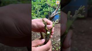 How to grafting fruit