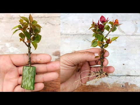 Bougainvillea propagation with Aloe Vera easy method | How to grow bougainvillea plant from cutting