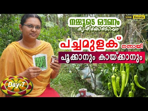 പച്ചമുളക് നിറയെ കായ്ക്കാൻ/Pachamulaku krishi/Green chilli farming in malayalam