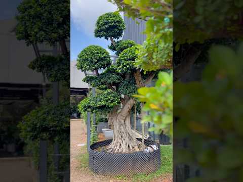 Bonsai Plant Give away - Kenzine Garden Centre, Near Mannuthy, KeralaContact :8156881114, 9895885578