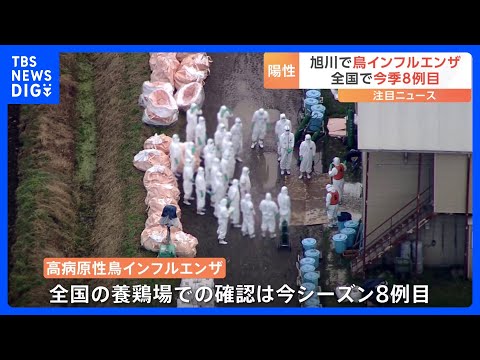 高病原性鳥インフルエンザを確認 北海道旭川市の養鶏場で鶏の殺処分はじまる　今シーズン、全国で8例目｜TBS NEWS DIG