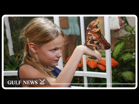 Watch species of butterflies at Dubai Butterfly Garden