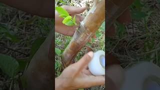 how to grafting guava tree #shorts