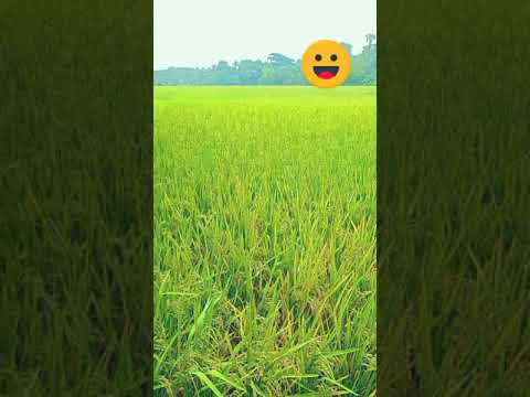 ###Shorts#Video#বাংলাদেশের প্রকৃতি সৌন্দর্য।🥀🥀🥀