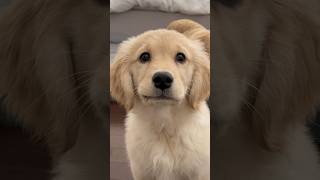 Life with a Dramatic Puppy 😐 #dogshorts #goldenretriever #puppies #doglife #puppyvideos #dogs