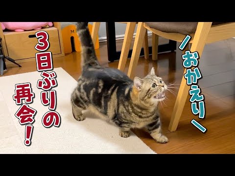 ３日ぶりのパパを順番にお出迎えする猫たちが可愛すぎる…！