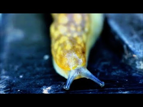 How to Trap and Remove Slugs