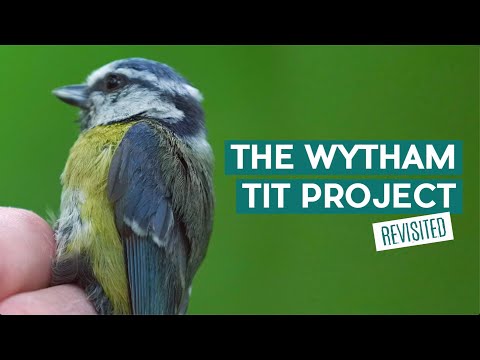 The Wytham Tit Project – Revisited | Wytham Woods