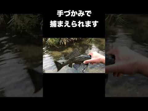 ヤバい熱帯魚を手づかみで捕まえるアレです