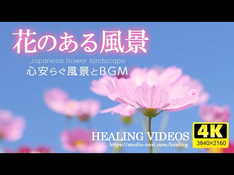 [Healing] Scenery with flowers VOL.2 (6 hours) / Relax and recover your tired mind and body.