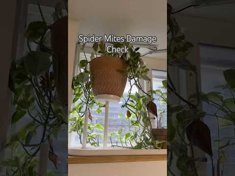 Spider Mites #shorts #indoorplants #diy #propagation #plantcare #plants #houseplants #indoorplants